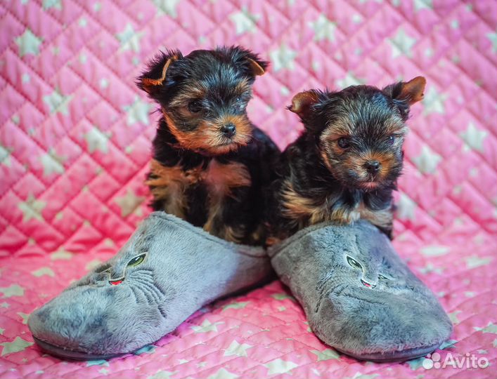 Йоркширский терьер мини щенки