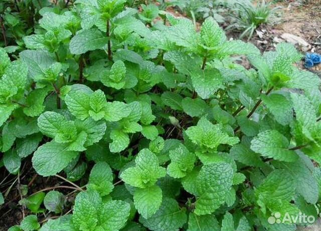 Мята, чебрец, лимонник