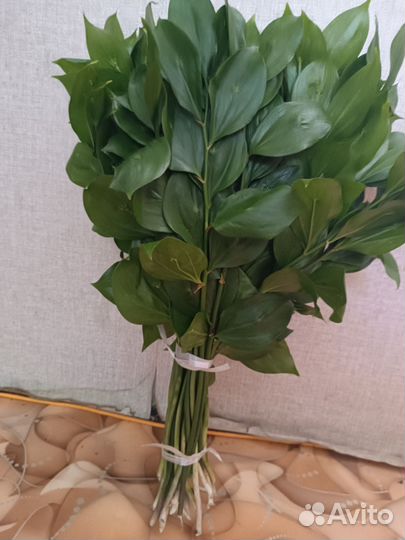 Рускус оптом