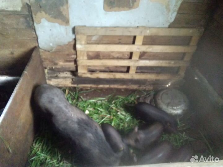 Вьетнамские поросята