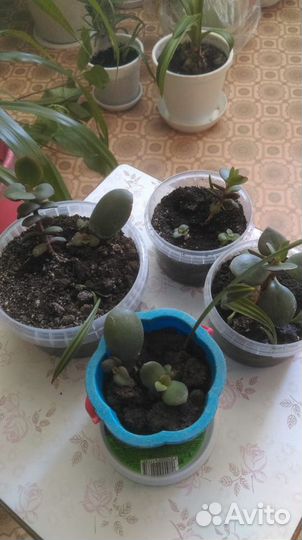 Толстянка, дерево жизни