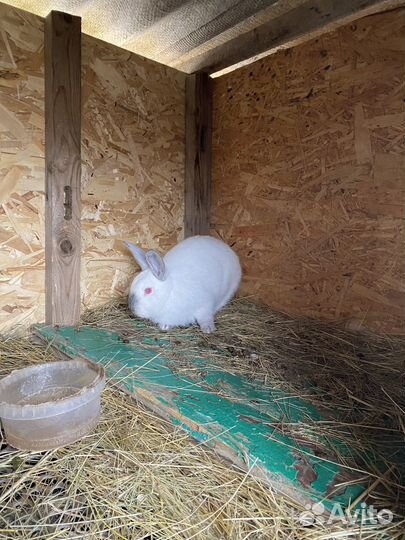 Продам кроликов