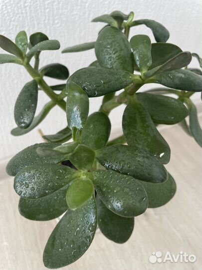 Толстянка. Денежное дерево. Цветок