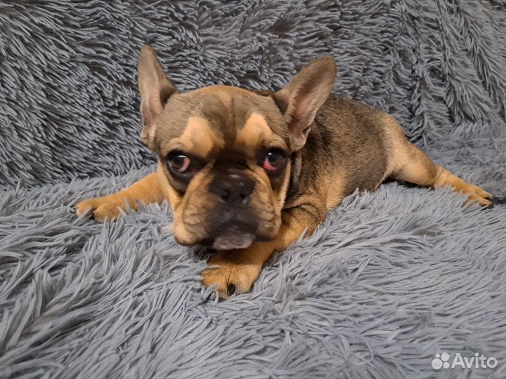 Французский бульдог щенки