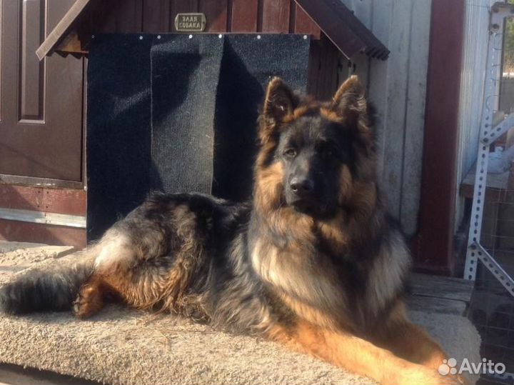 Немецкая овчарка