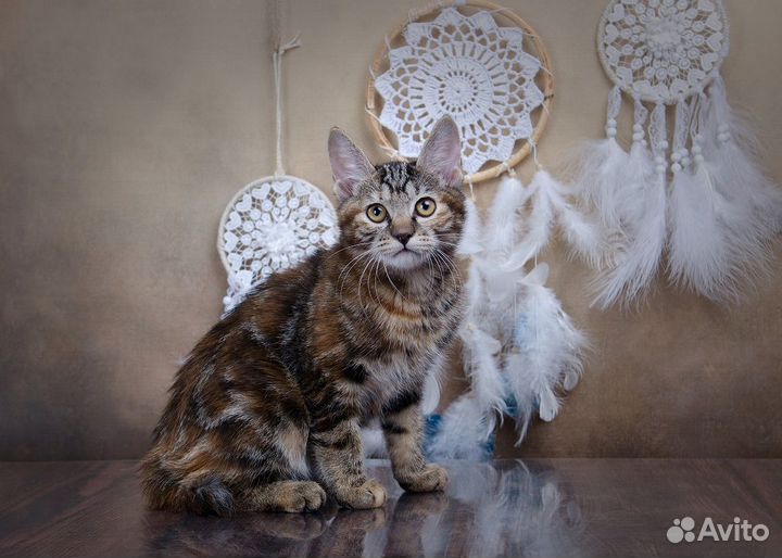 Шикарные курилы