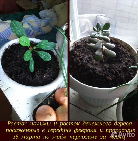 Цветоводам