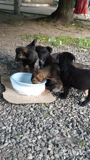 Щенки в добрые руки