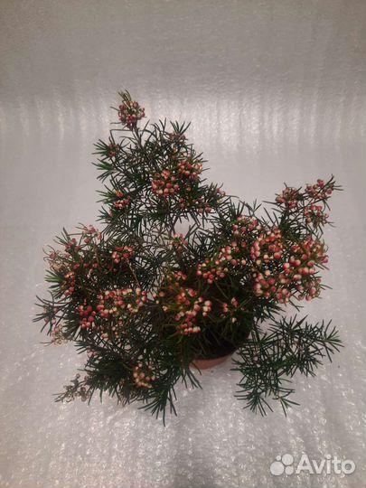 Экзоты: Бригамия, Хамелациум, Альбука, Платицериум