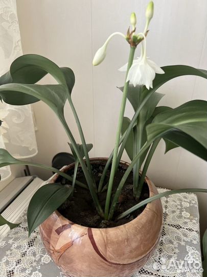 Амазонская лилия