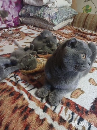 Шотландская вислоухая