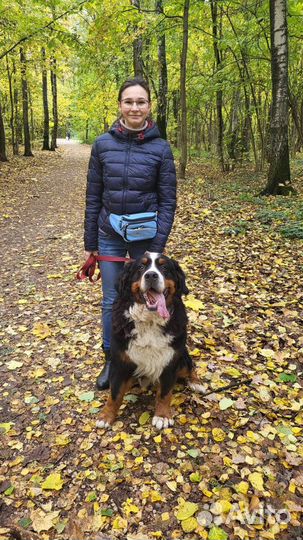 Выгул собак, зооняня