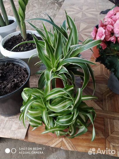 Комнатные растения и цветы