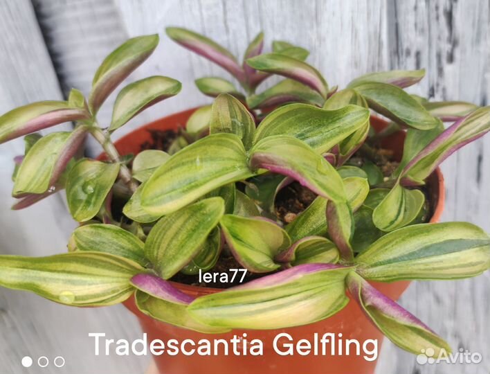 Tradescantia Gelfling