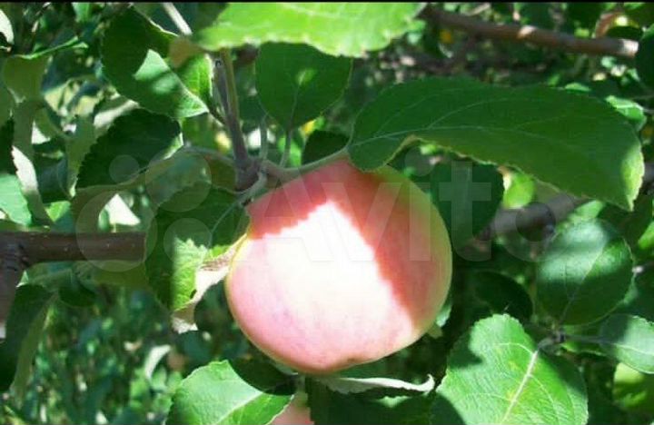 Участок 7,1 сот. (СНТ, ДНП)