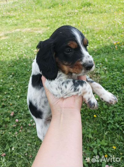 Щенки русского спаниеля