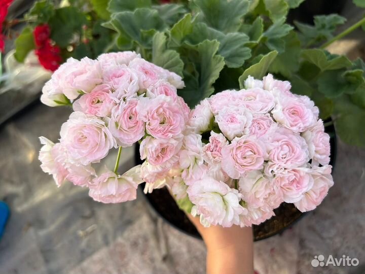 Пеларгонии сортовые