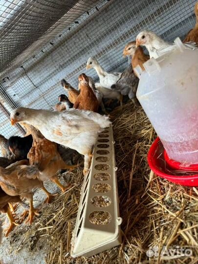 Куры несушки продам