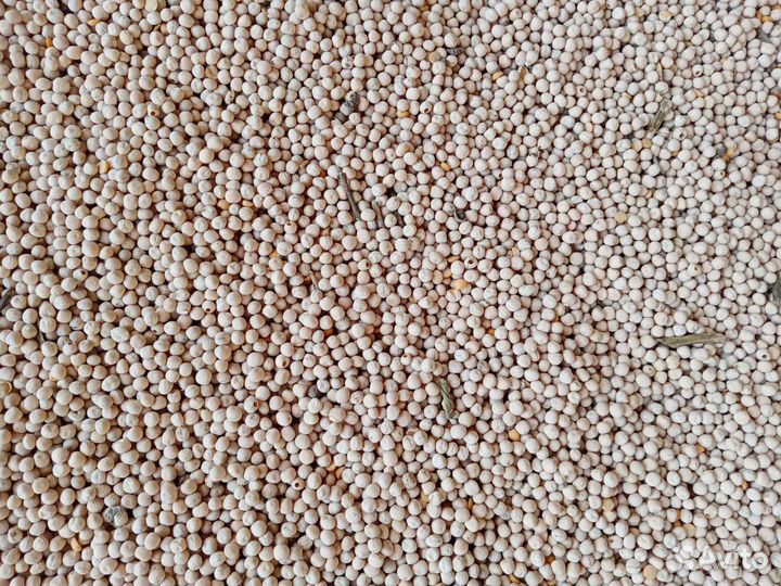 Горох кормовой