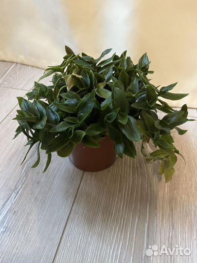 Бегония, пилея, традесканция, каланхоэ, авокадо