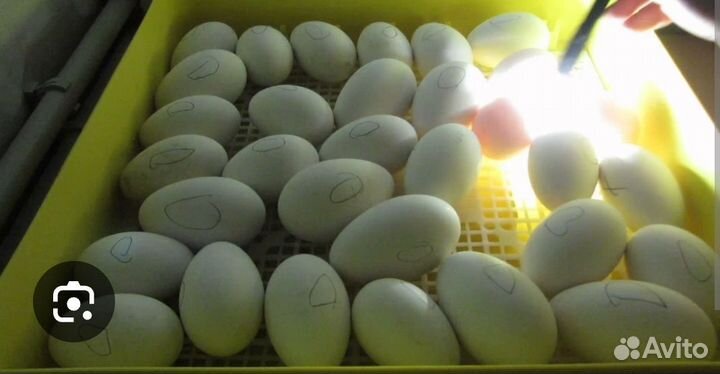 Яйца домашние гусиные Линда