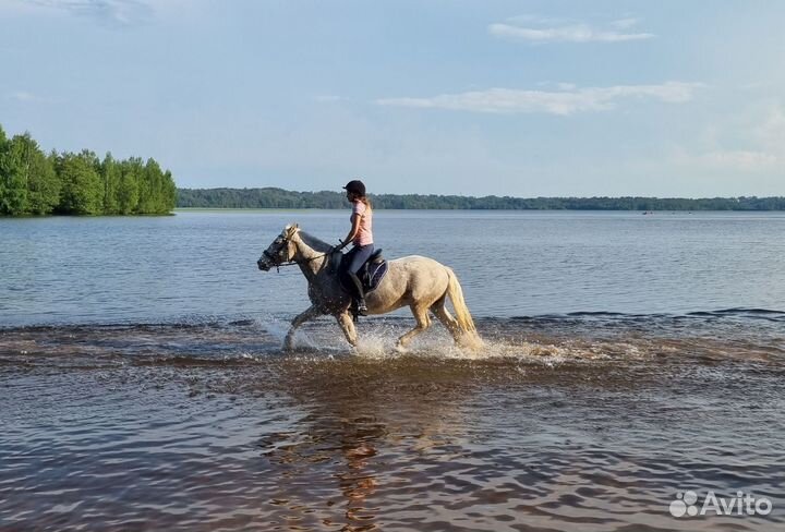 Лошадь в аренду