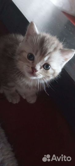 Кошки бесплатно