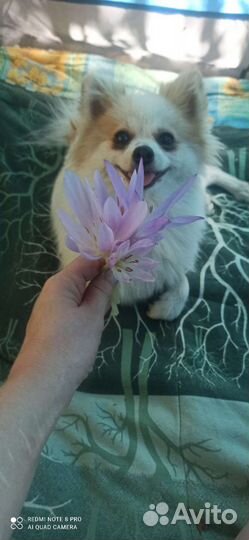 Померанский шпиц