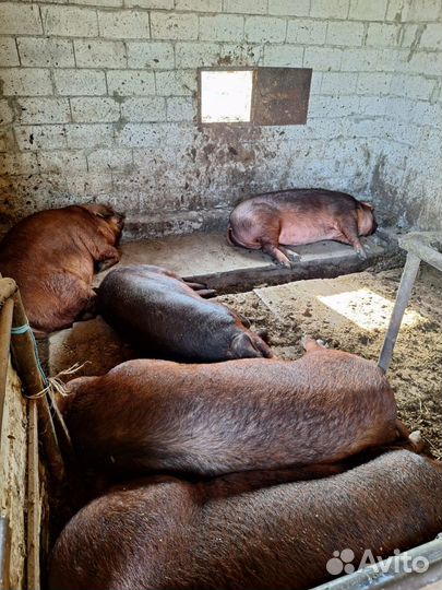 Свиньи откорм