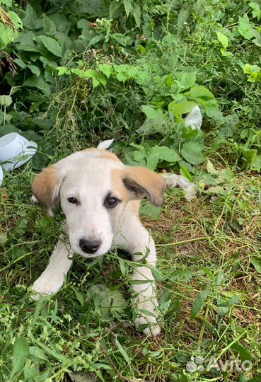 Щеночек, прекрасная девочка в поиске дома