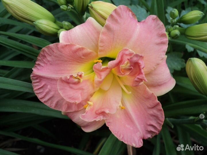 Лилейники сортовые