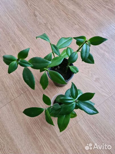 Эсхинантус