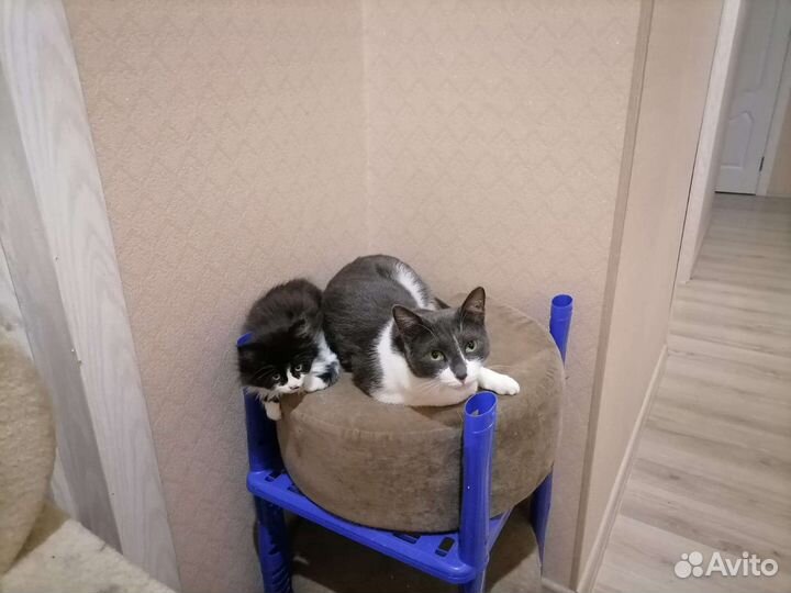 Кот ищет дом
