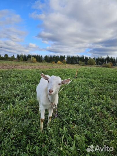 Козы дойные молочные