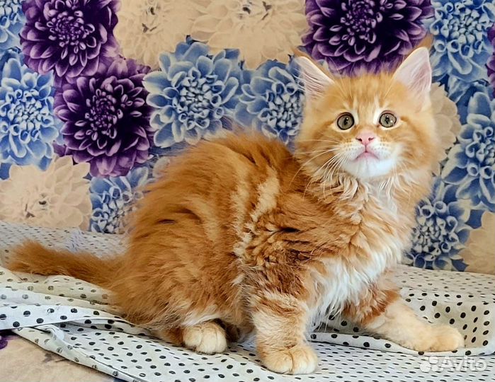 Котята мейн-кун