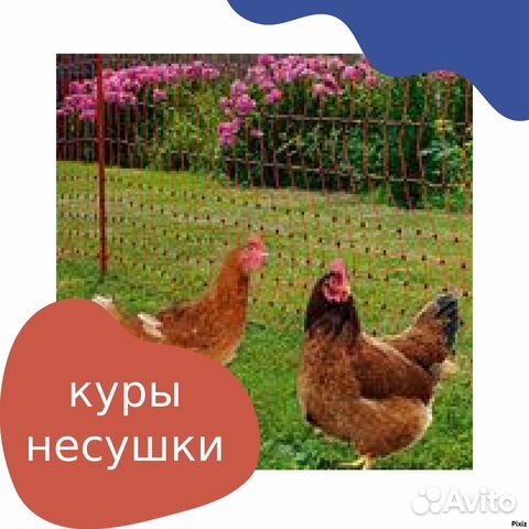 Куры несушки подрощенные
