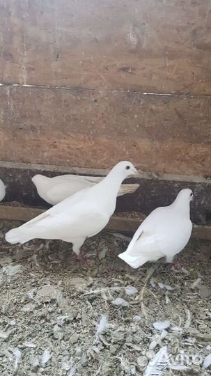 Голуби