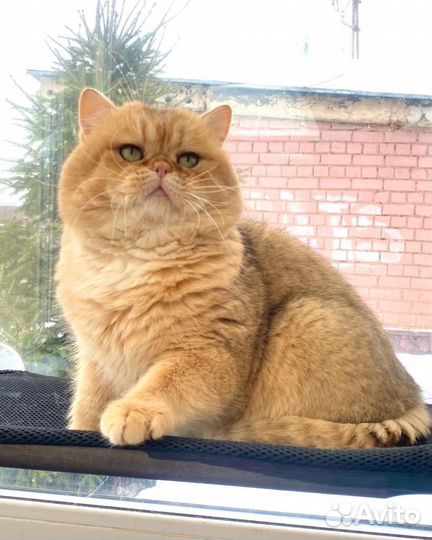 Британский кот