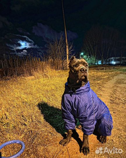 Кобель вязка кане корсо