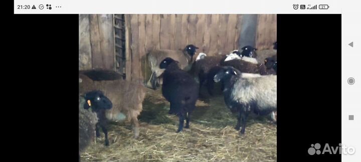 Овцы, ярочки, барашки