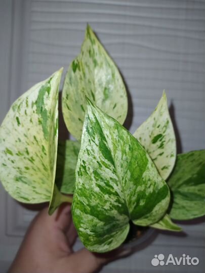 Эпипремнум Марбл Квин