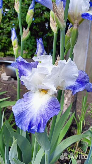 Ирис бородатый