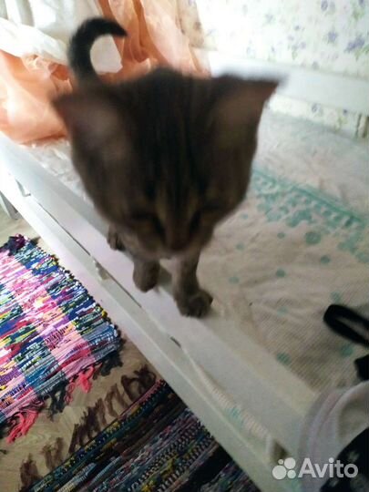 Кошки в добрые руки бесплатно