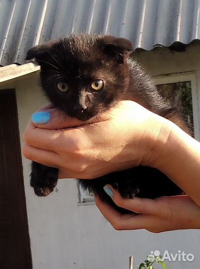 Красавчик мышелов