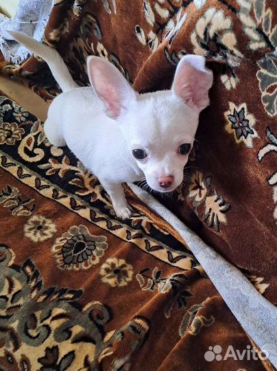 Передежка животных