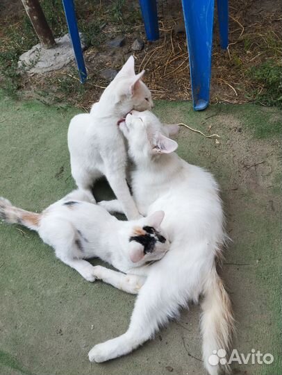Котёнок белый