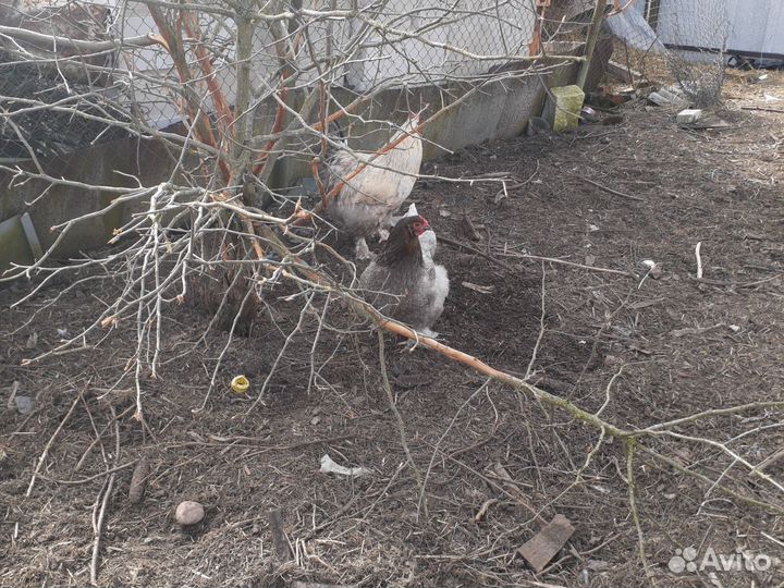 Молодые петухи Кохинхины