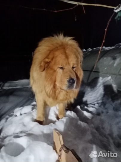 Тибетский мастиф 4 года