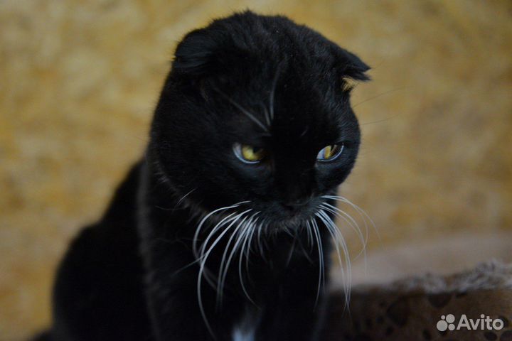 Тая, кошка, скоттишфолд