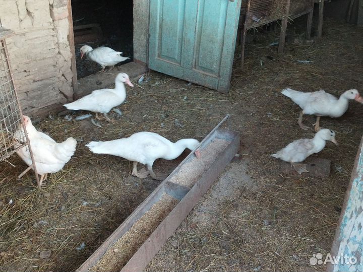 Продаются индоутки